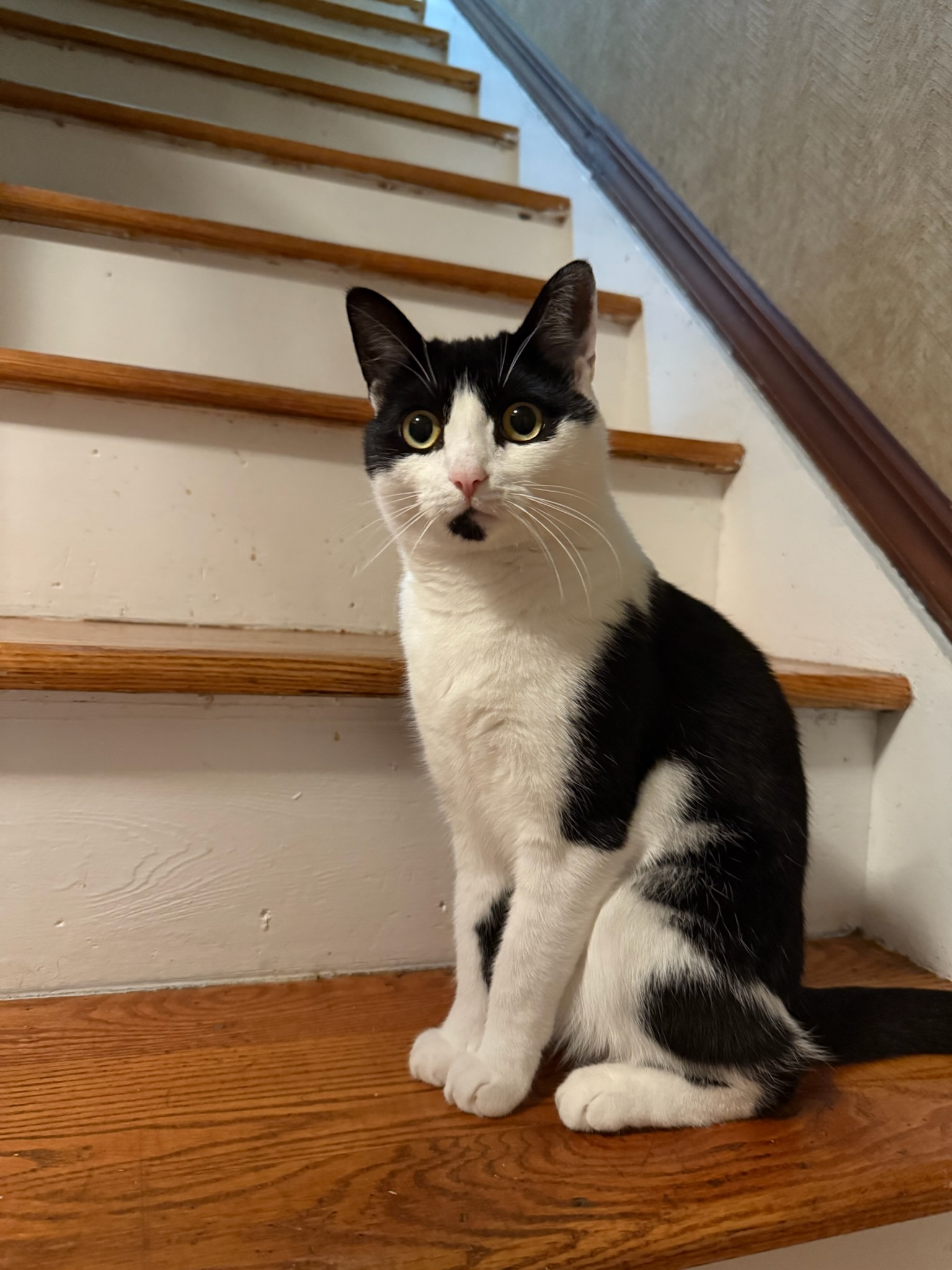 Black and white cat sitting on stairs