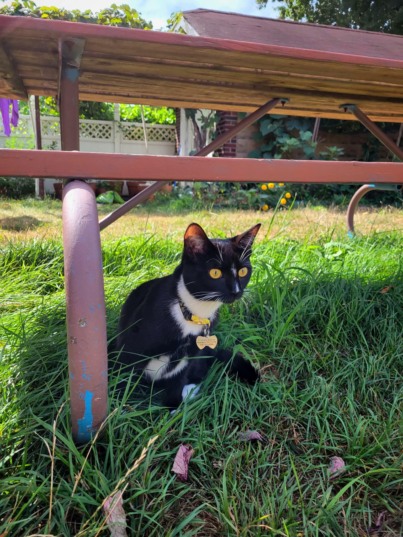 Black and white cat under picnic table in grass