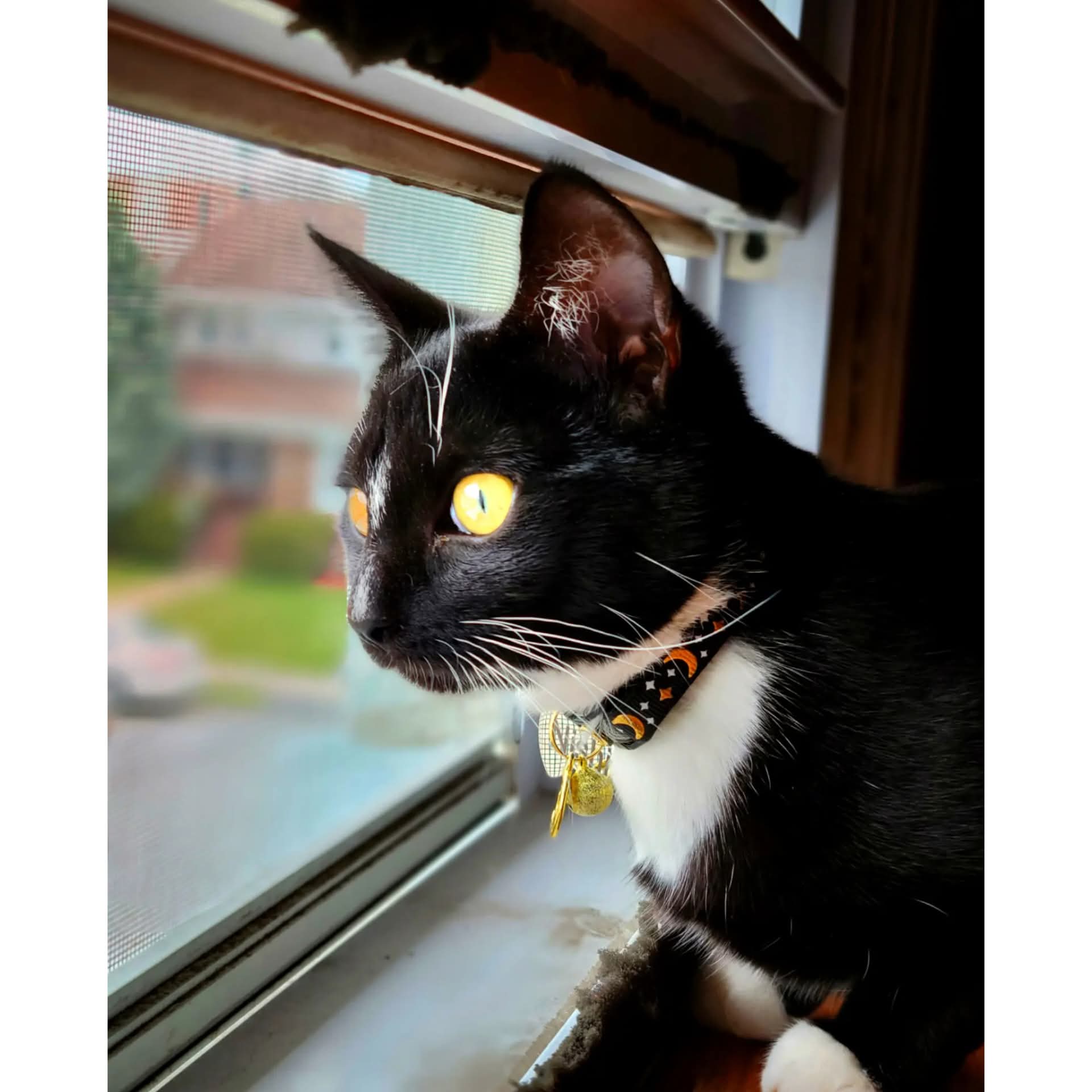 Black tuxedo cat by the window in side profile