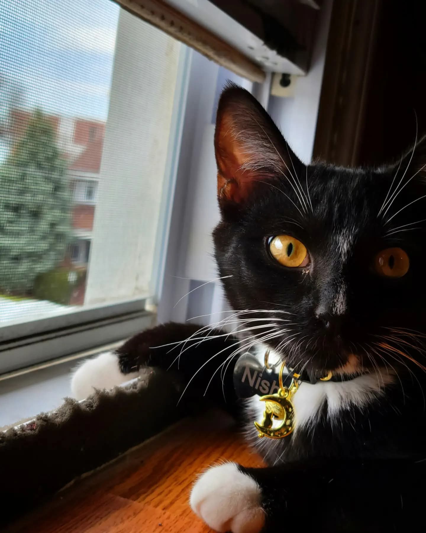 Close-up of black tuxedo cat by the window
