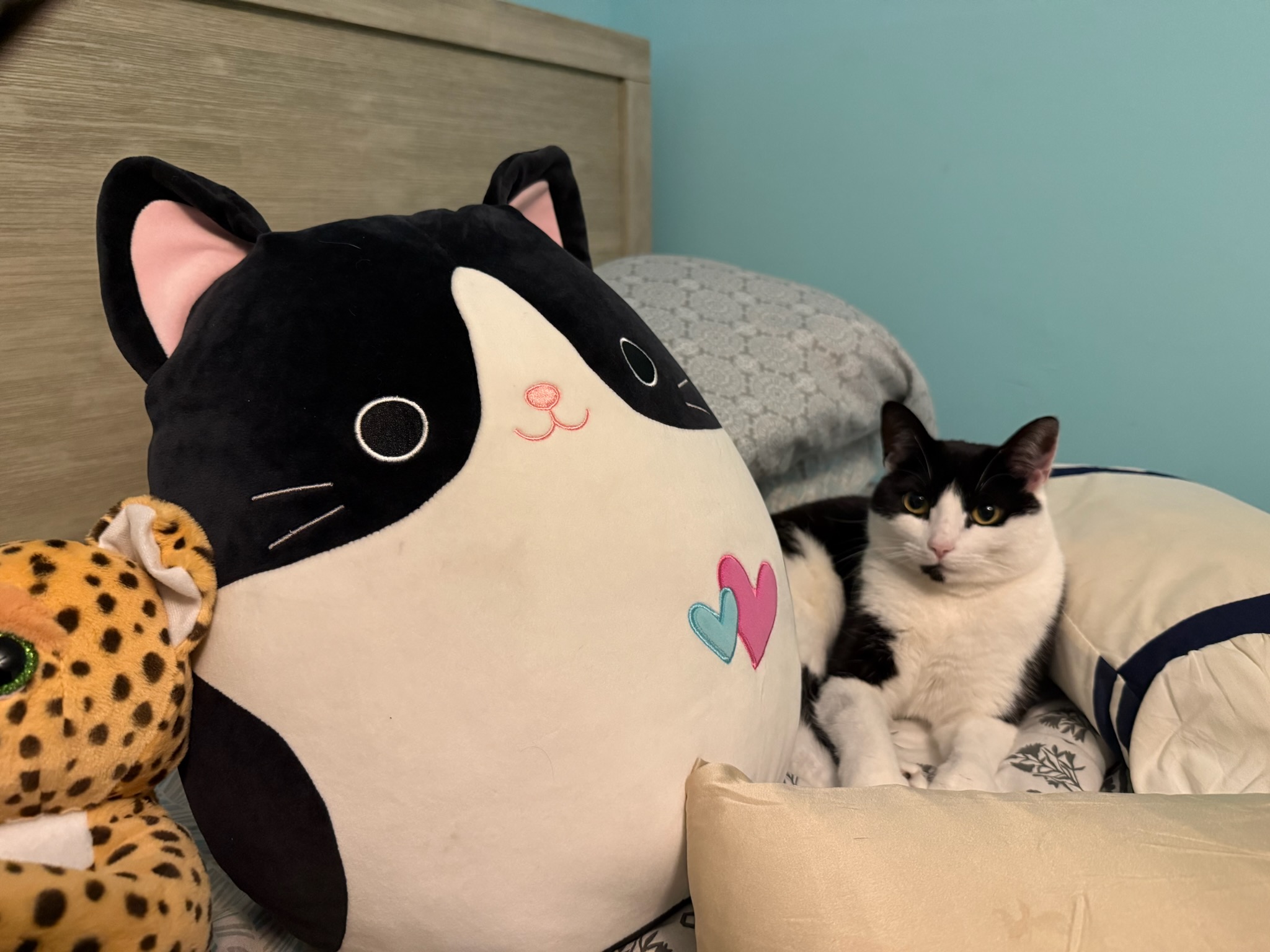 Black and white cat on bed beside giant plush toy