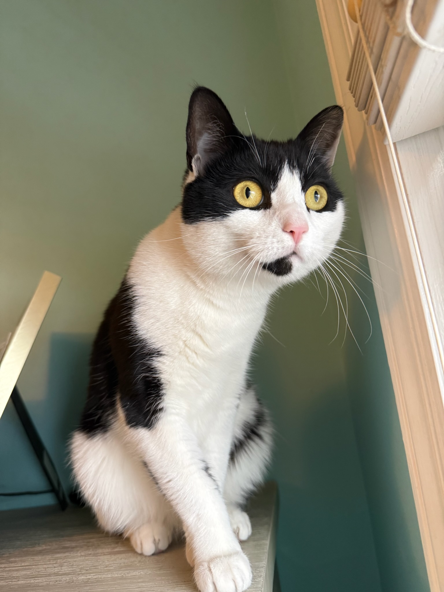Lucy the black and white cat