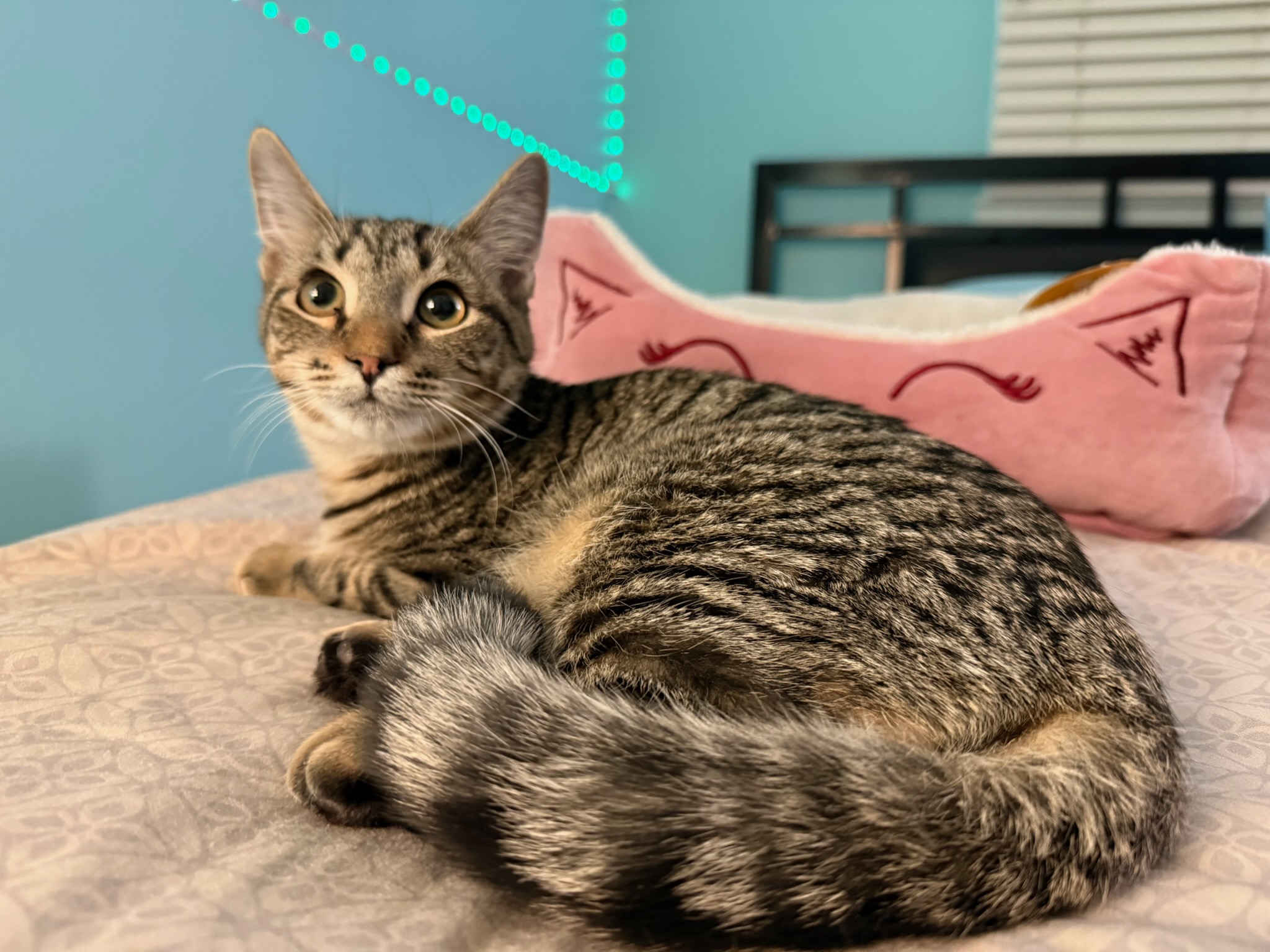 Lulu the tabby cat