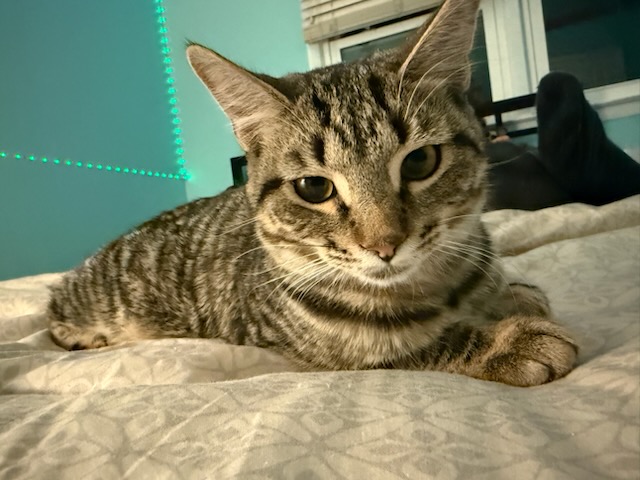 Tabby cat resting on a bed