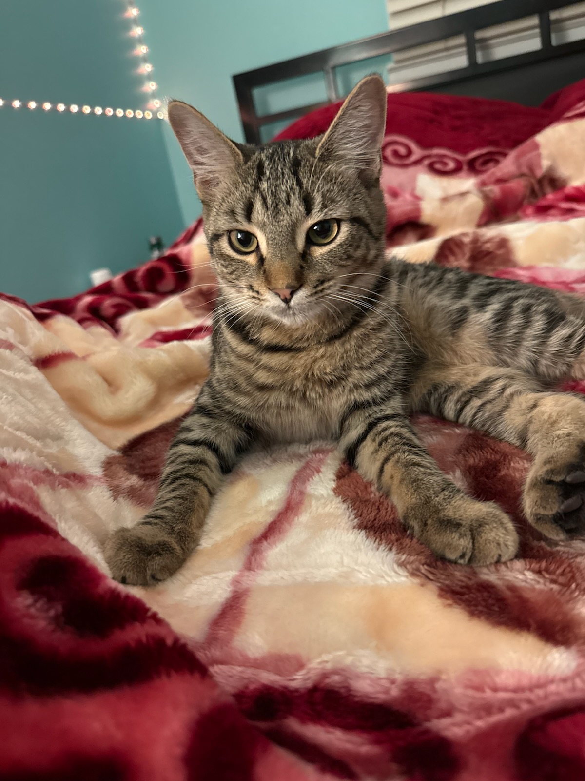Tabby cat posing on a red blanket