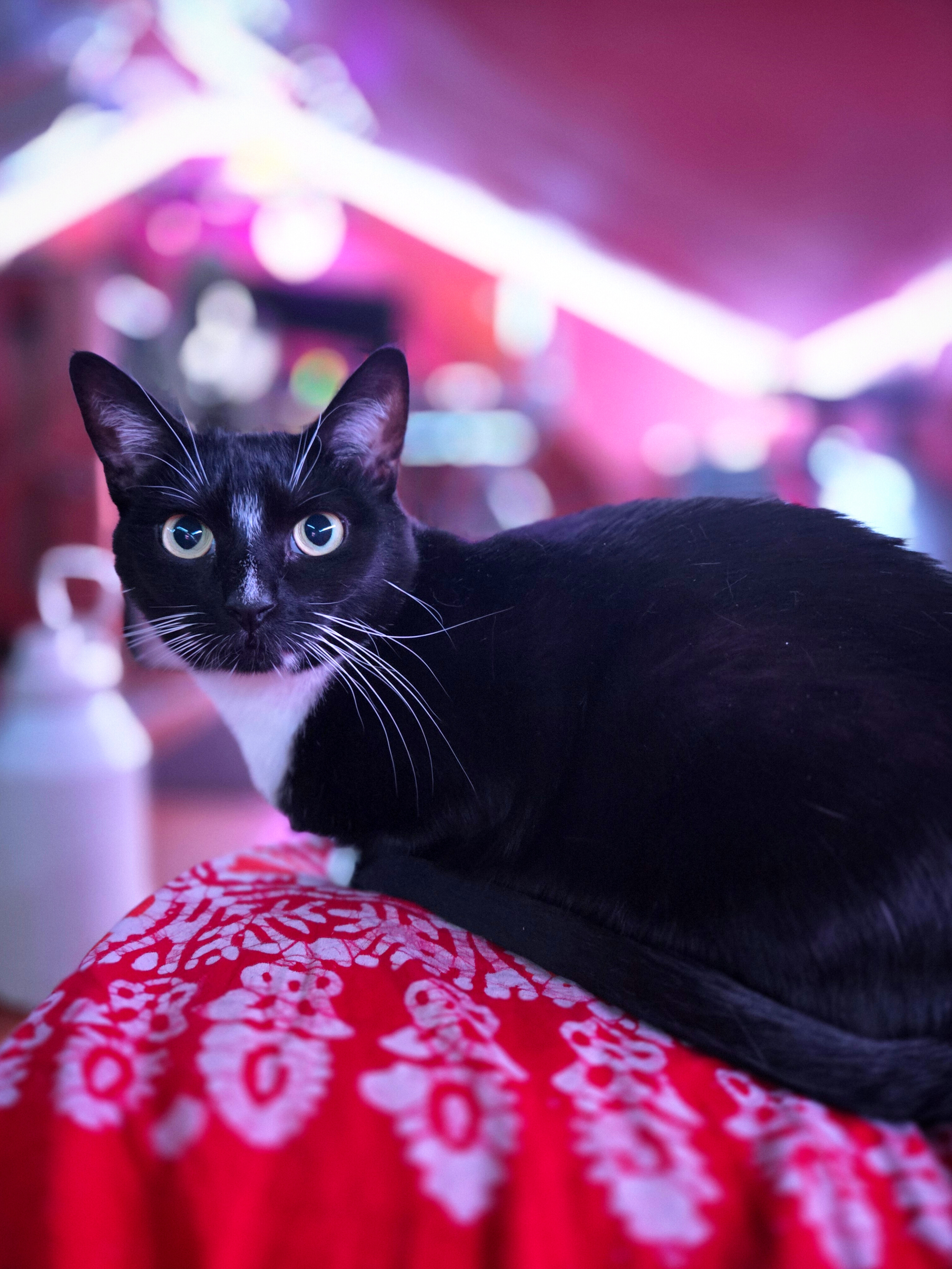 Nishi the tuxedo cat